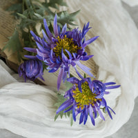 Aster Spray