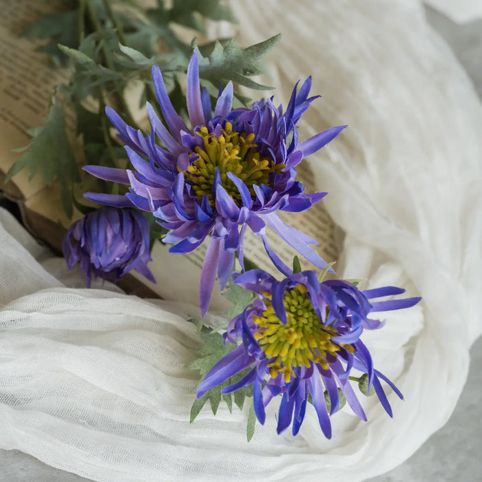 Aster Spray