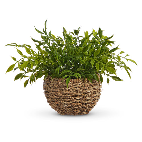 Soft Touch Potted Plant