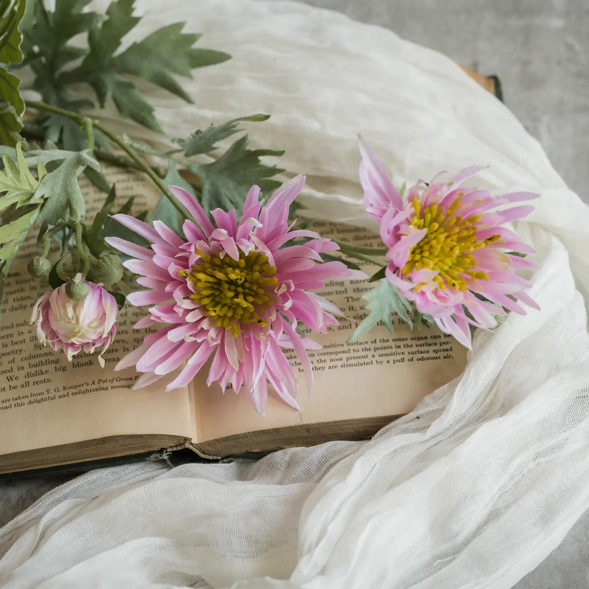 Aster Spray