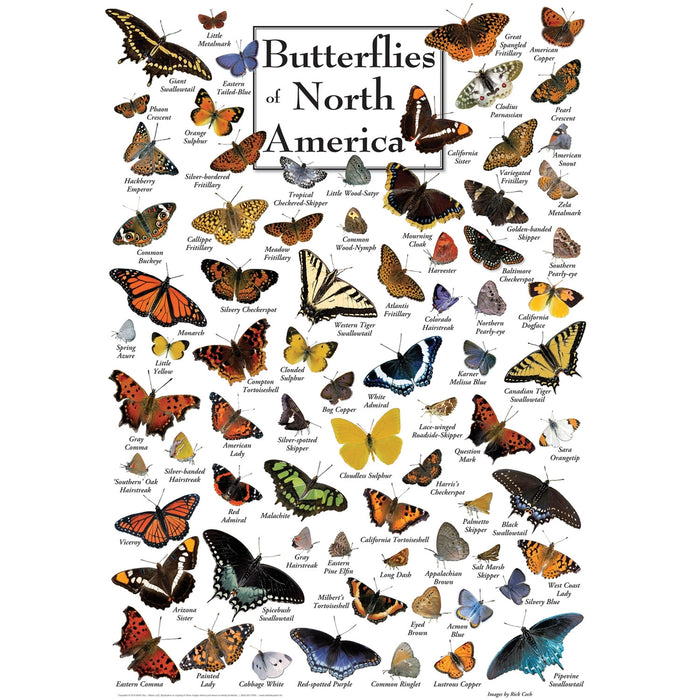 Butterflies of North America Puzzle