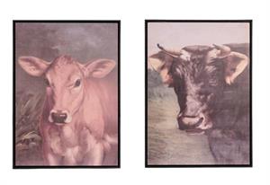 Brown and Black Cows in Frame