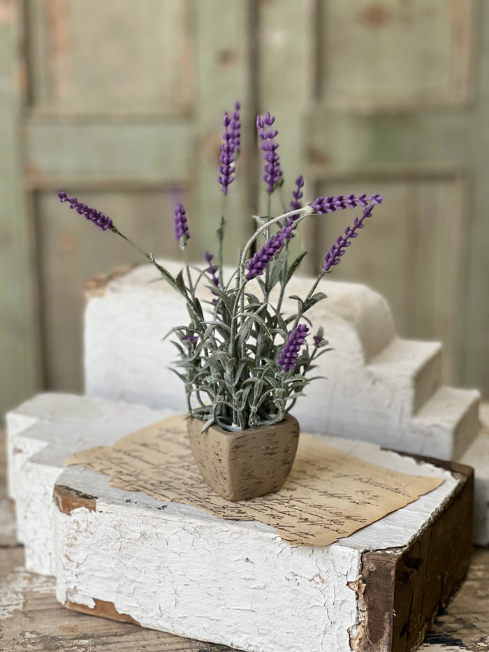 Gillie Lavender in Pot