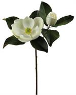 White Magnolia Stem