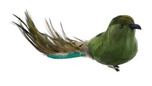 Long Tail Bird with Clip