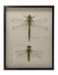 Framed Print with Insects