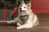 Christmas Pet Bandanas