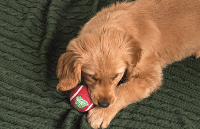 Christmas Pet Tennis Balls