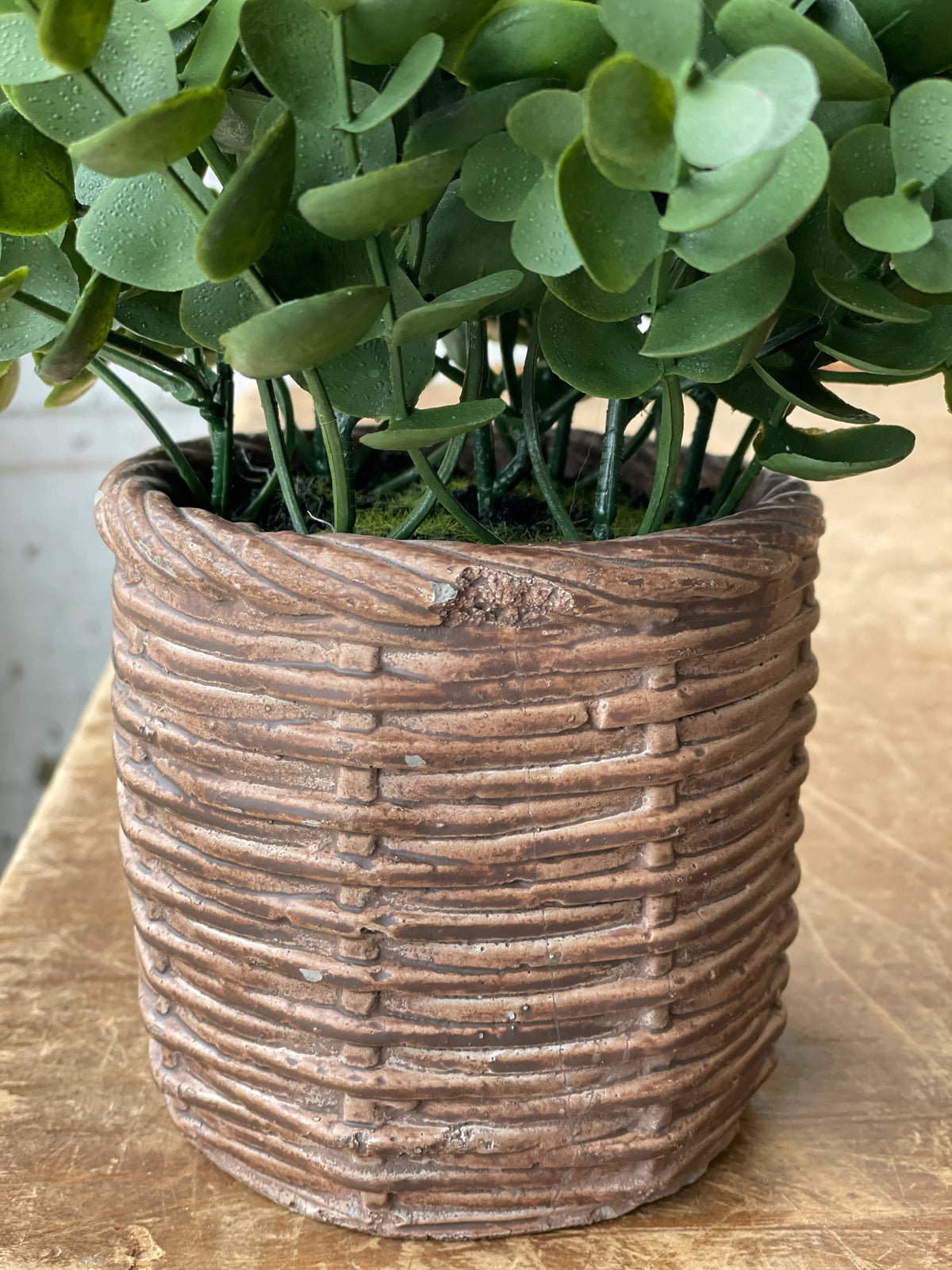 Calvary Eucalyptus Pot