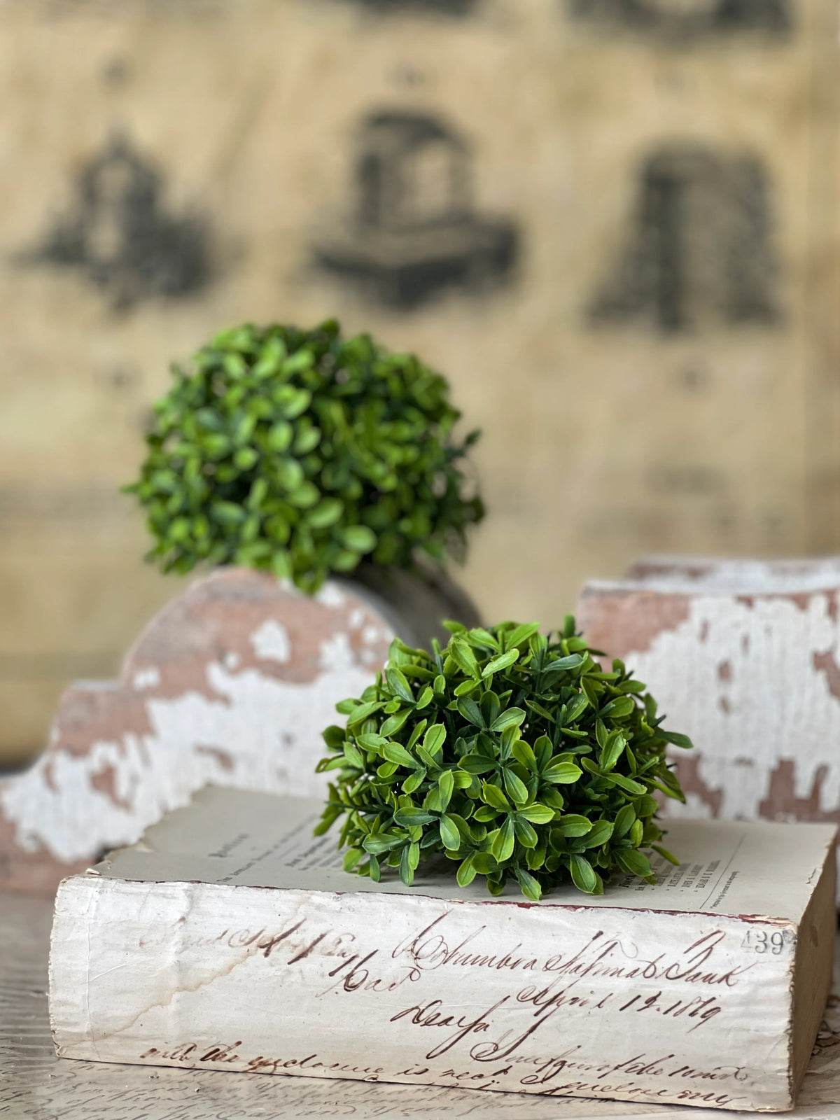 Lyric Boxwood Half Sphere