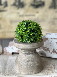 Lyric Boxwood Half Sphere