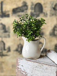 Lyric Boxwood Bush