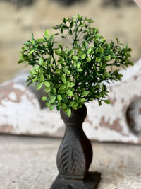 Lyric Boxwood Bush