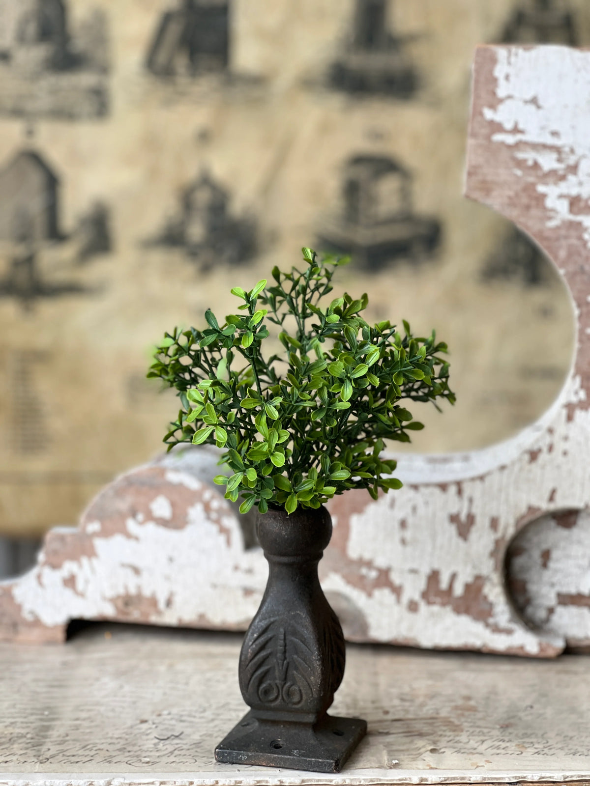 Lyric Boxwood Bush