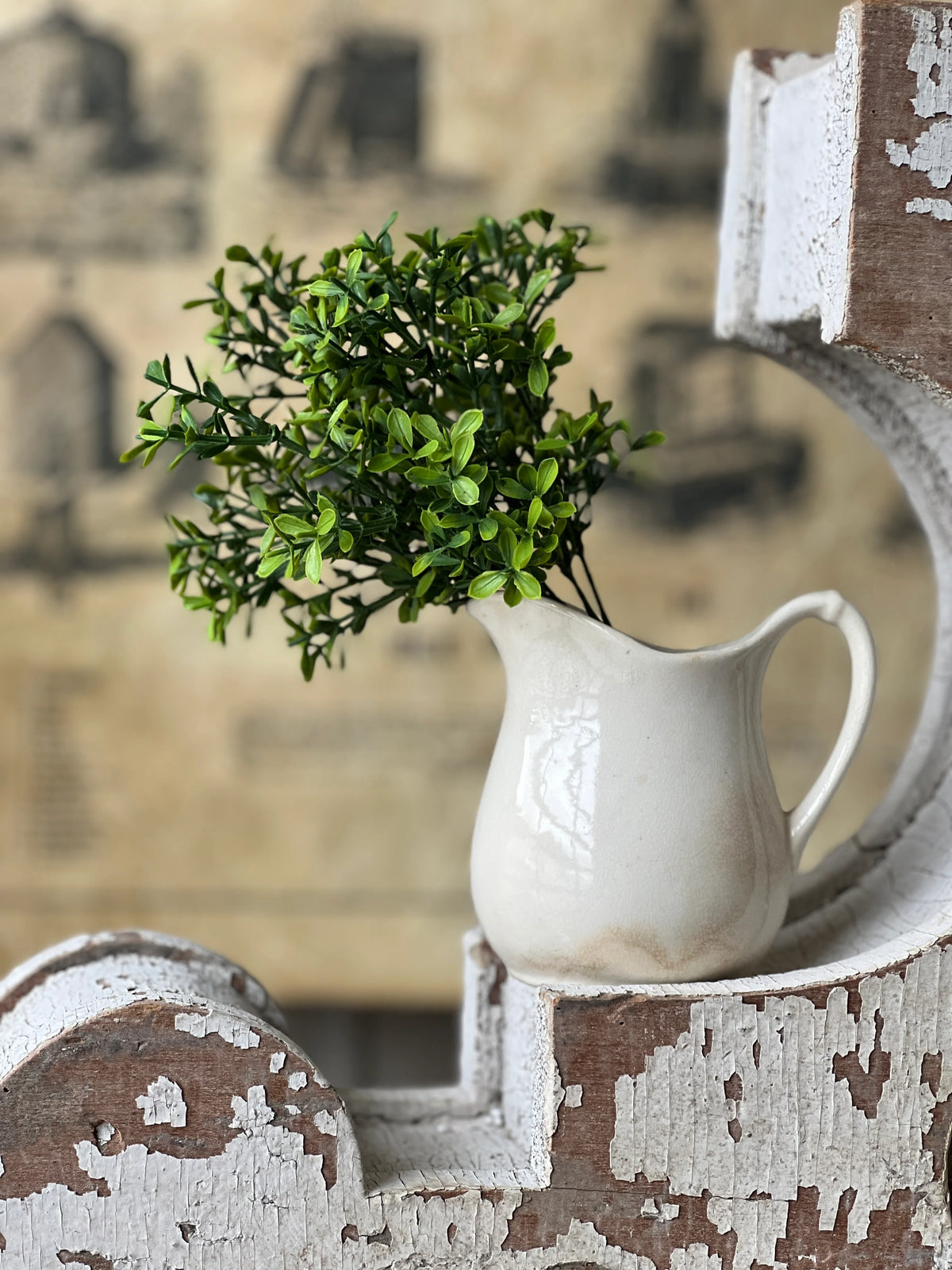 Lyric Boxwood Bush