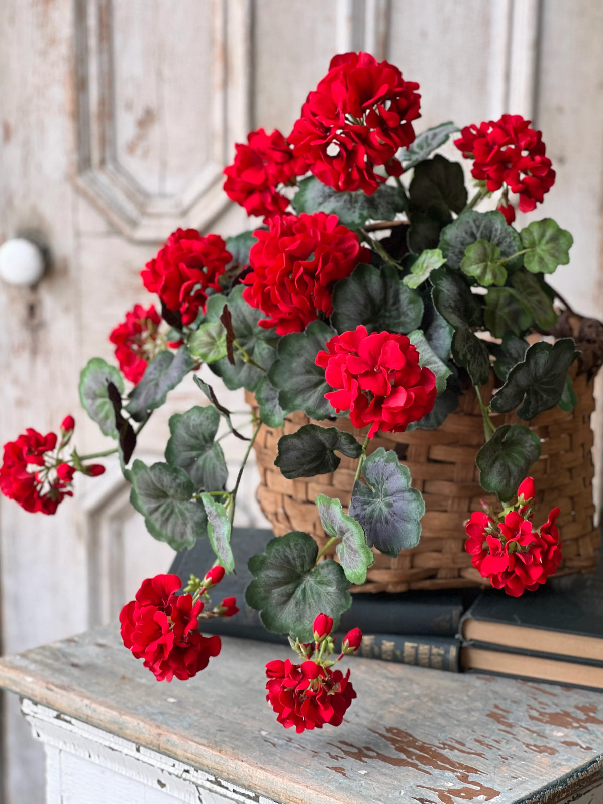 Jubilee Geranium Weeping Bush