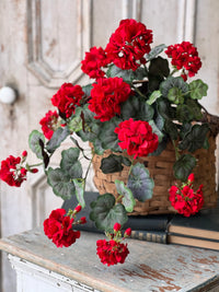 Jubilee Geranium Weeping Bush