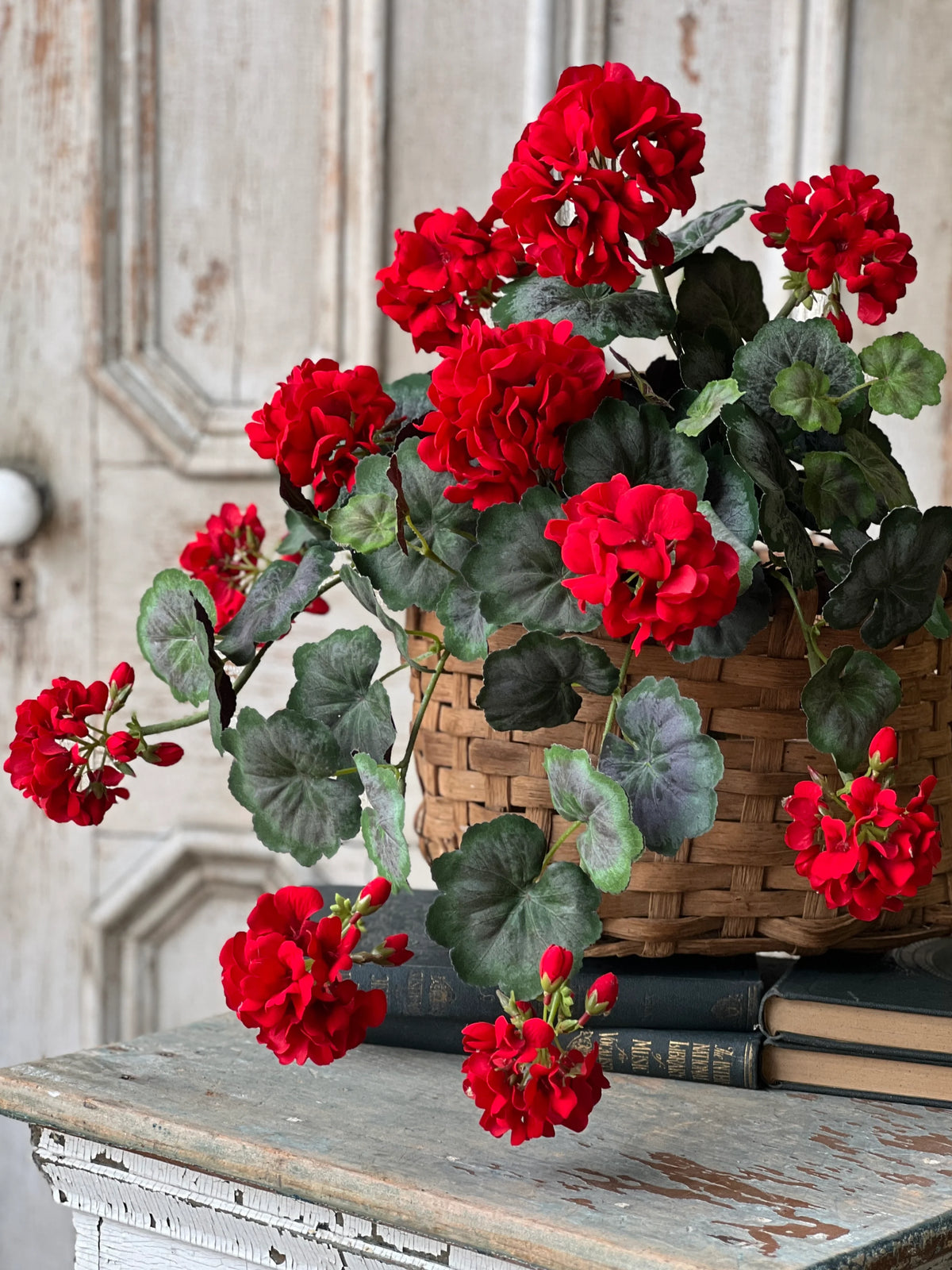 Jubilee Geranium Weeping Bush