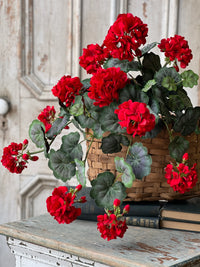 Jubilee Geranium Weeping Bush