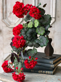 Jubilee Geranium Weeping Bush