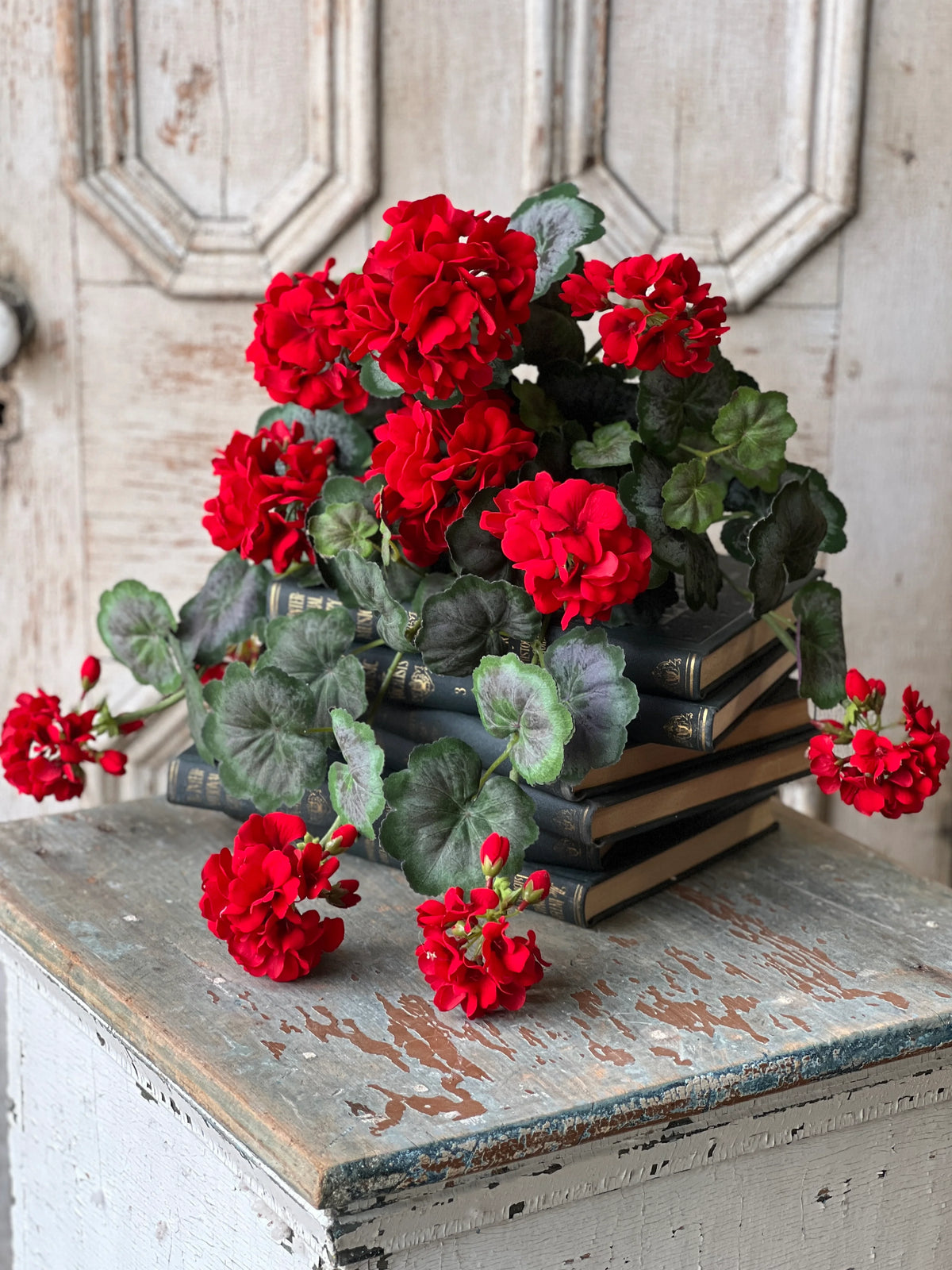 Jubilee Geranium Weeping Bush
