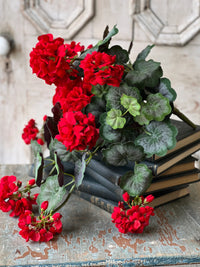 Jubilee Geranium Weeping Bush