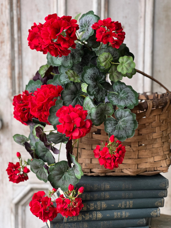 Jubilee Geranium Weeping Bush