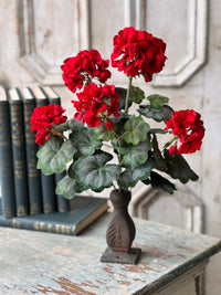 Jubilee Geranium Bush