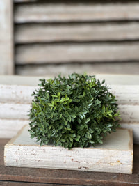 New England Boxwood Half Sphere