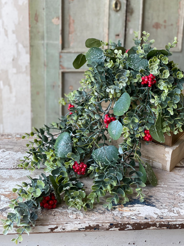 Harlequin Eucalyptus Hanging