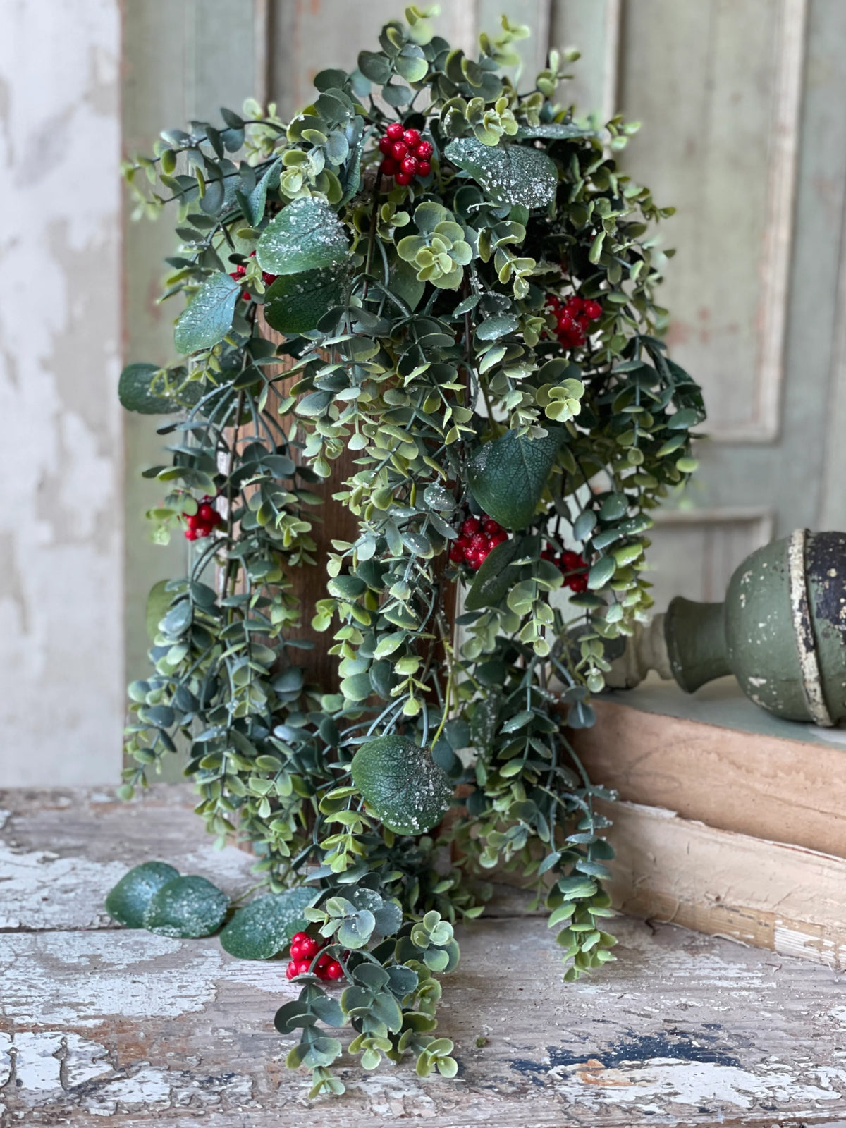 Harlequin Eucalyptus Hanging