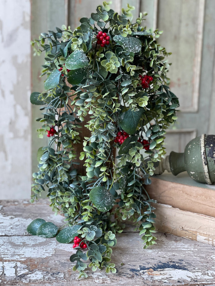 Harlequin Eucalyptus Hanging