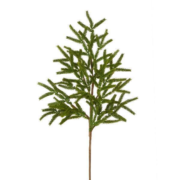 Norfolk Island Pine Spray