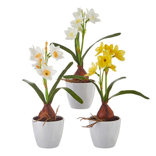 Potted Daffodil