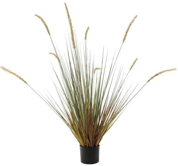 Potted Dogtail Plant