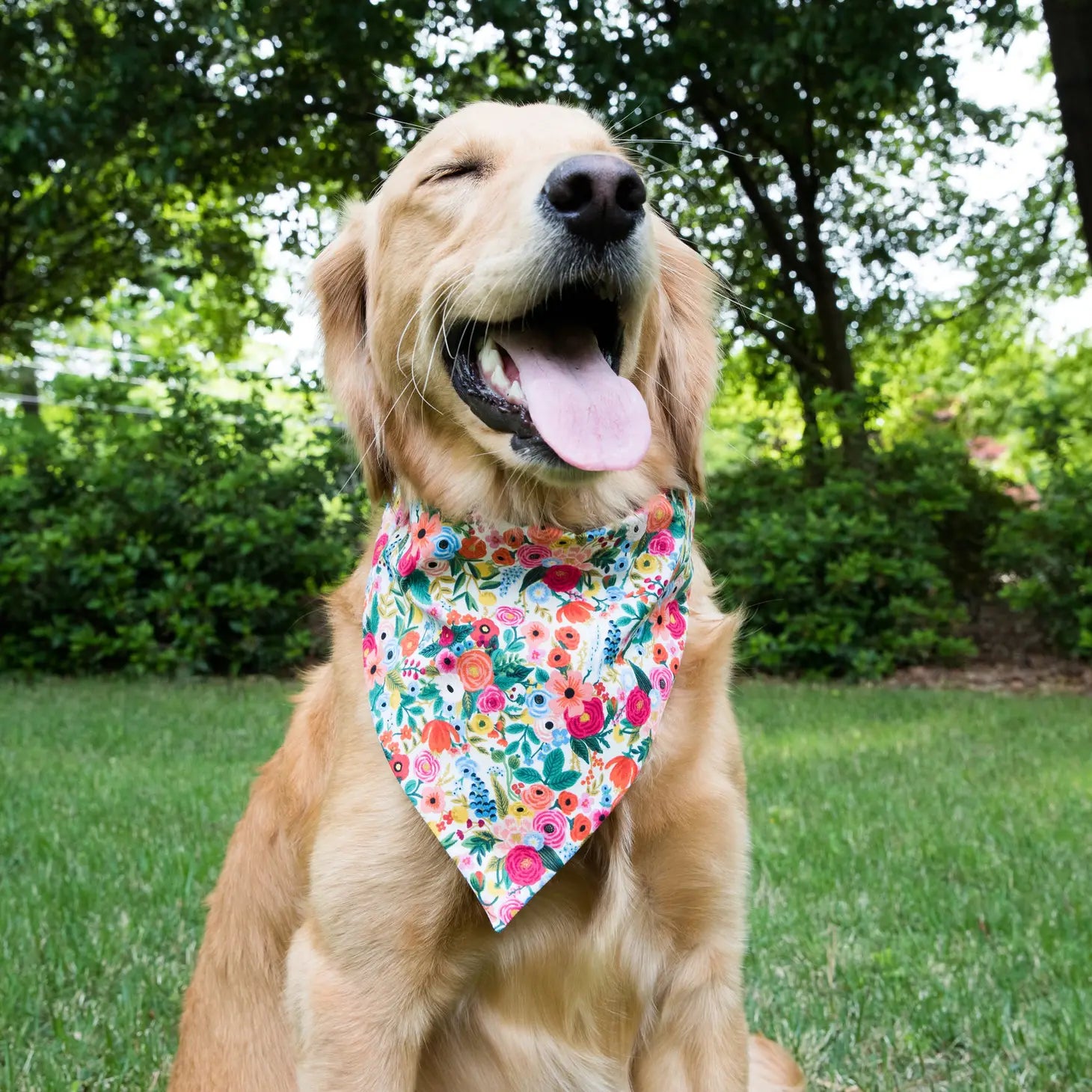 Golden retriever deals bandana