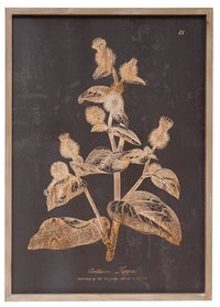 Framed Botanical Print