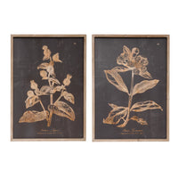 Framed Botanical Print
